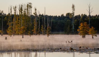 how fast do cypress trees grow