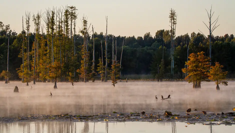 how fast do cypress trees grow