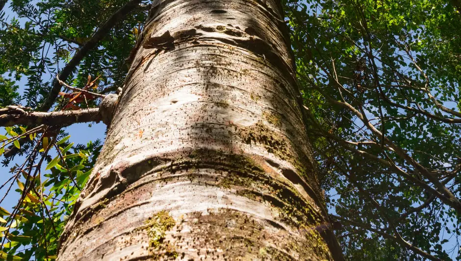 what are tree rings