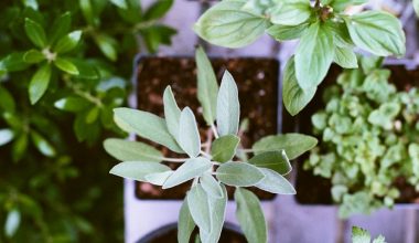 why are my basil leaves turning yellow