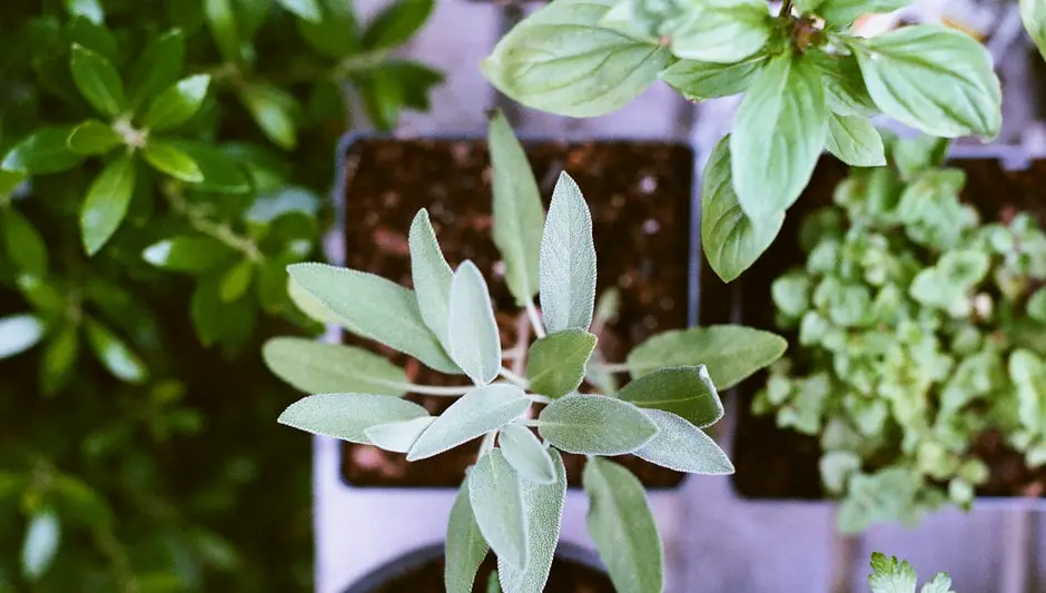 why are my basil leaves turning yellow