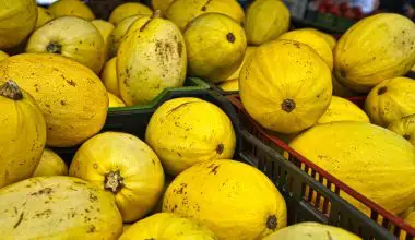 how do you know when to harvest spaghetti squash
