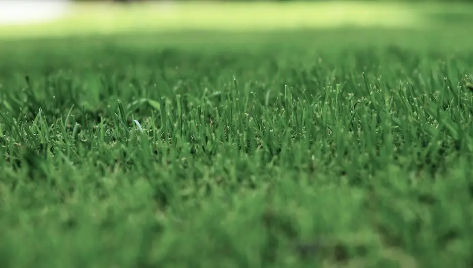 how to water your lawn