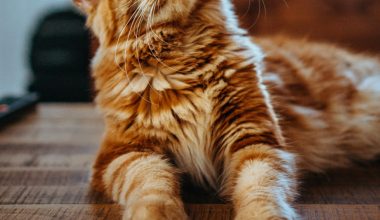 are houseplants poisonous to cats