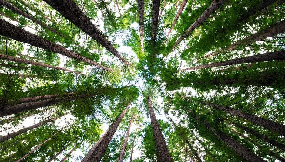 how many pieces of paper in a tree