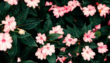 why are my impatiens leaves turning yellow