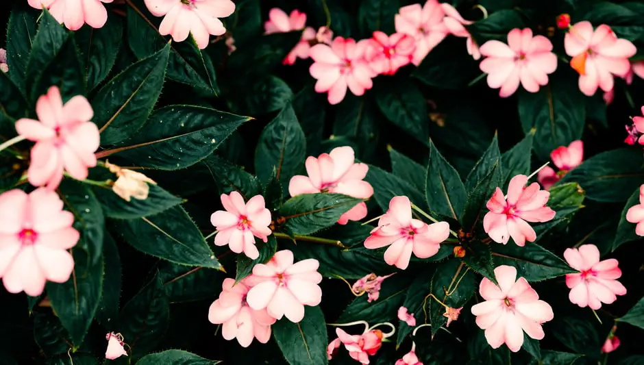 why are my impatiens leaves turning yellow