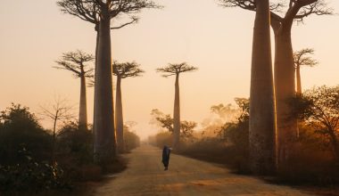 can baobab trees grow in texas