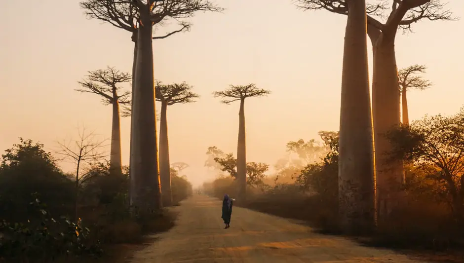 can baobab trees grow in texas