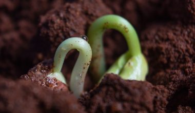 how to plant cucumber seeds outdoors