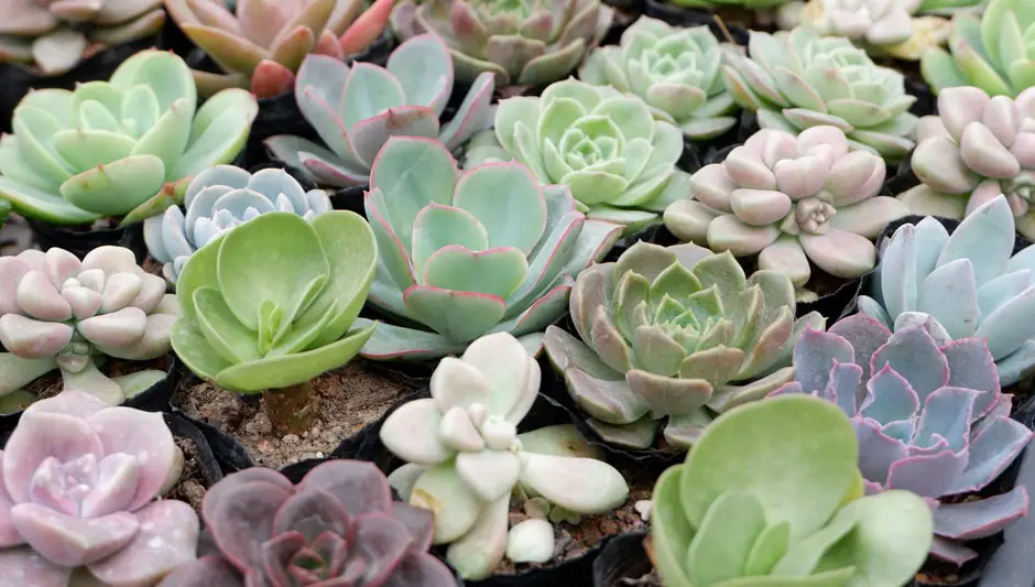 how often do you feed succulents