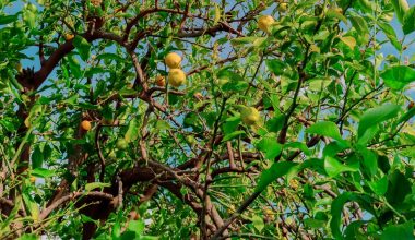 why is my meyer lemon tree dropping leaves