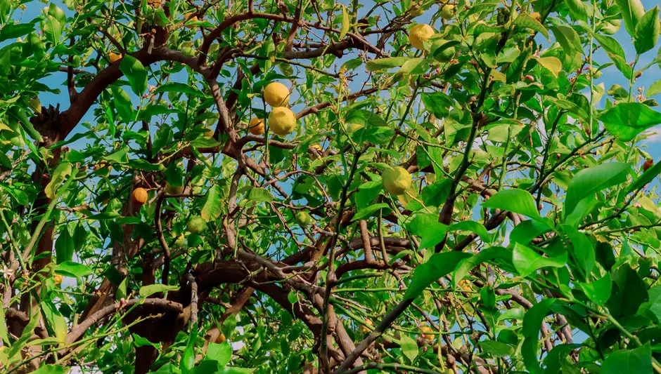 why is my meyer lemon tree dropping leaves