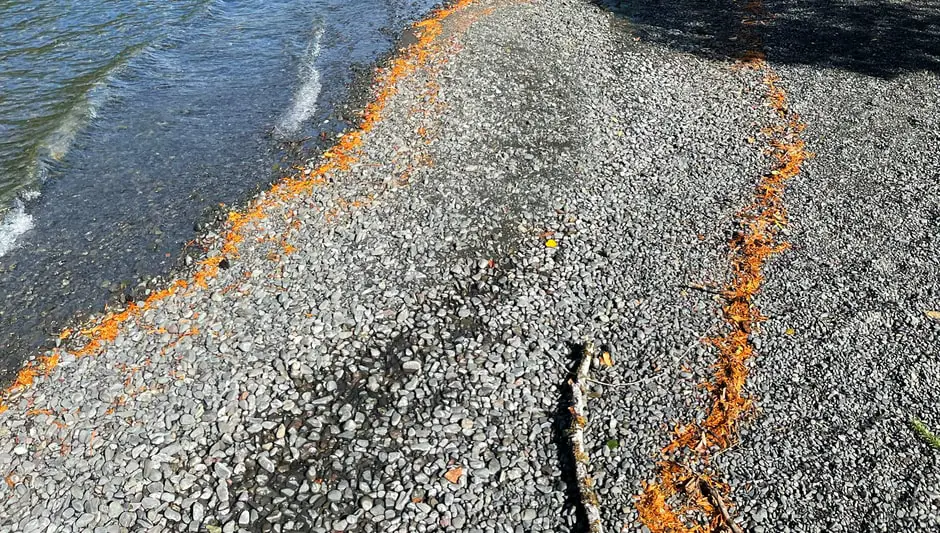 When To Sow Nigella Seeds Uk? (Explanation Revealed!)