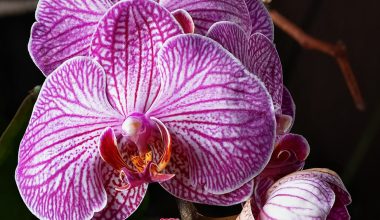 can orchids be grown from cuttings