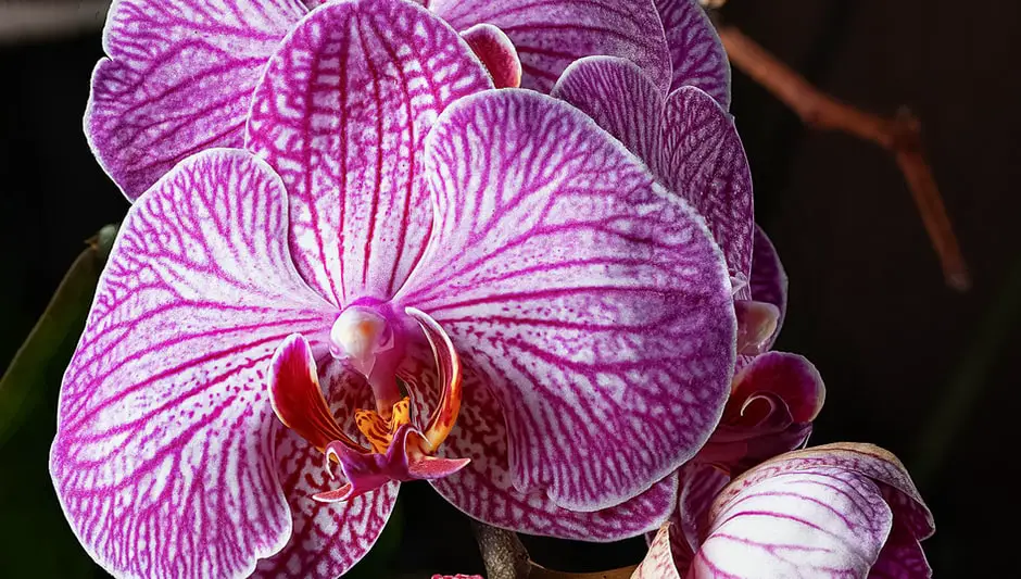 can orchids be grown from cuttings