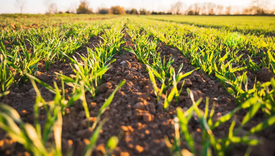 How To Improve Sandy Soil For Lawn? (Important Facts)