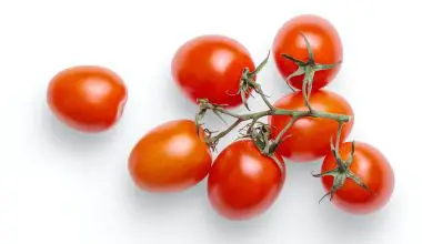 how to pollinate tomatoes with a paintbrush