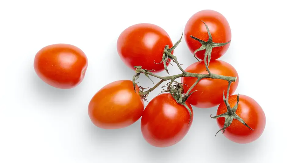 how to pollinate tomatoes with a paintbrush