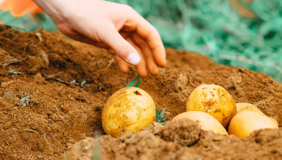 when to harvest potato plants