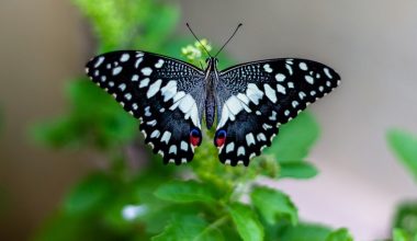 what do butterfly bush seeds look like