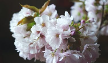 when do sakura trees bloom