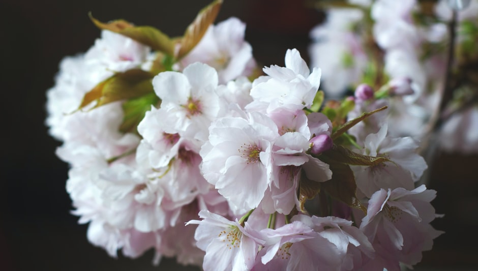 when do sakura trees bloom