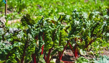 how to properly harvest rhubarb