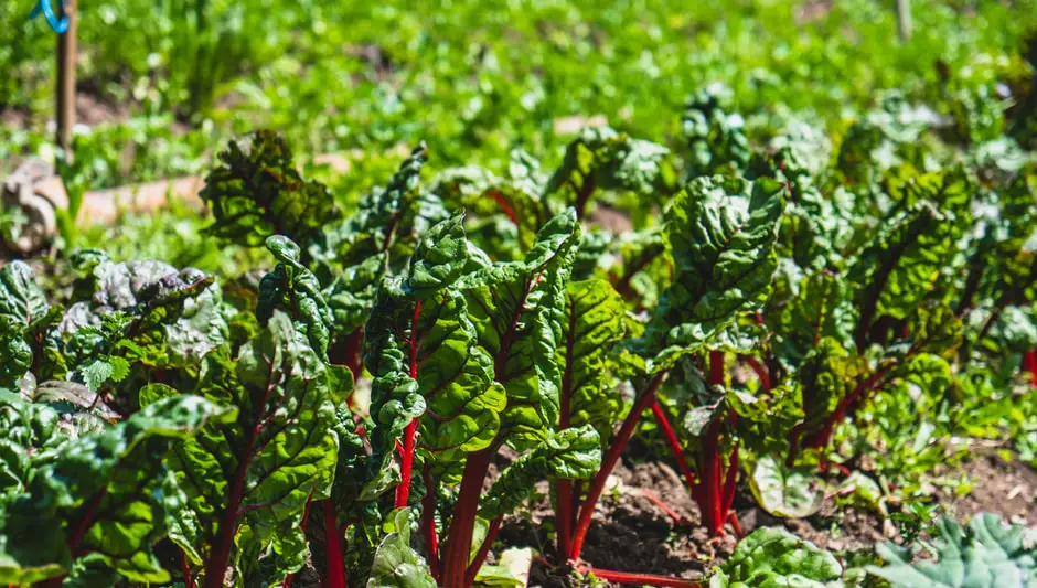 how to properly harvest rhubarb