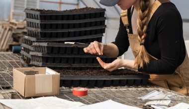 what soil should succulents be planted in