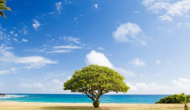 how to stop a coconut tree from growing