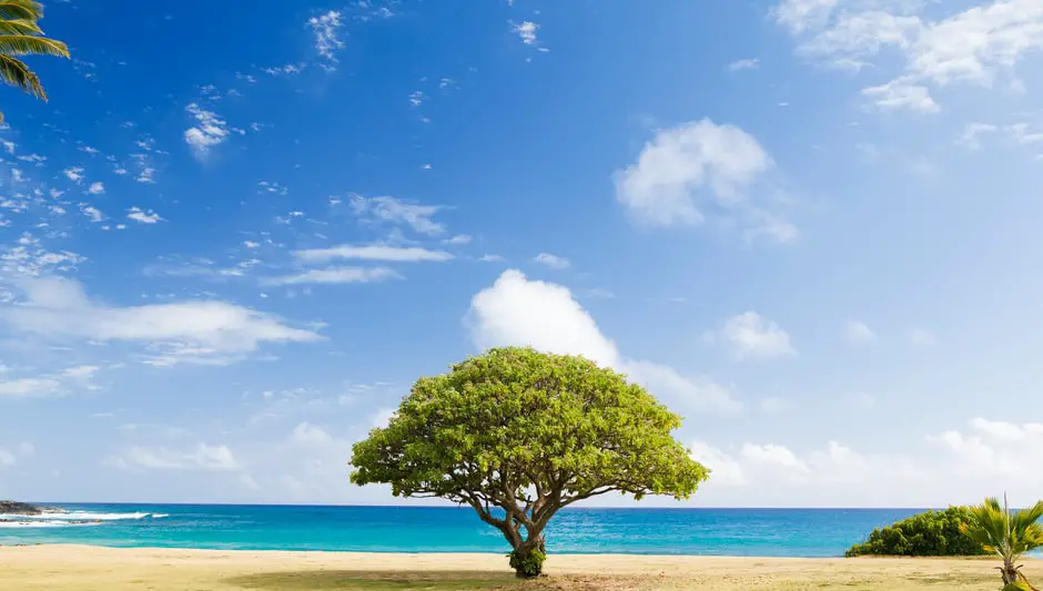 how to stop a coconut tree from growing