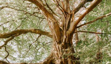 how to grow a tree from a sprout