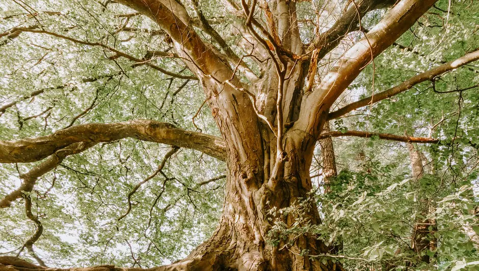 how to grow a tree from a sprout