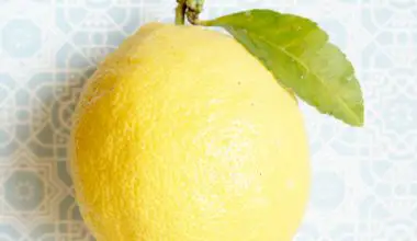 do lemon trees need full sun