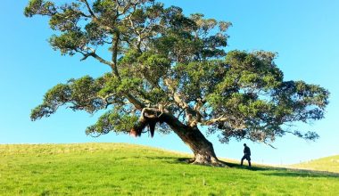 how to stake a tree