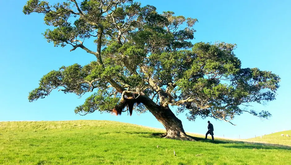 how to stake a tree