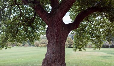 how long does it take to grow a tree