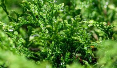 when is the best time to prune arborvitae