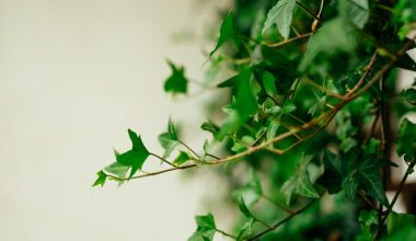 how to trim an ivy houseplant