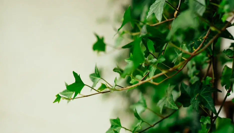 how to trim an ivy houseplant