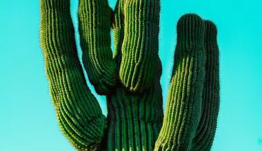 how does cactus survive without leaves
