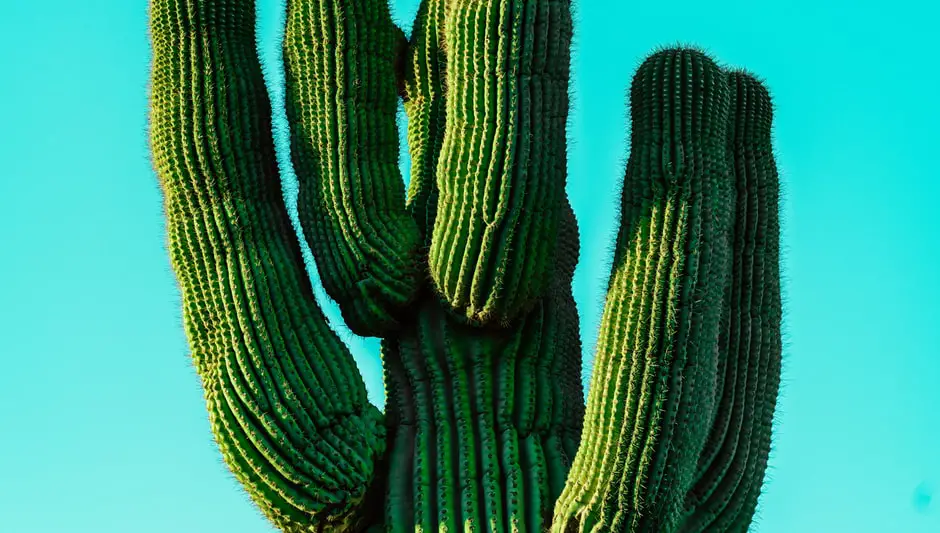 how does cactus survive without leaves