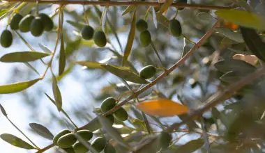 how to grow an olive tree from a cutting