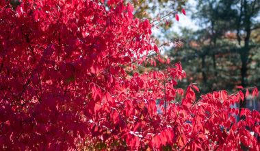 when should you prune a burning bush