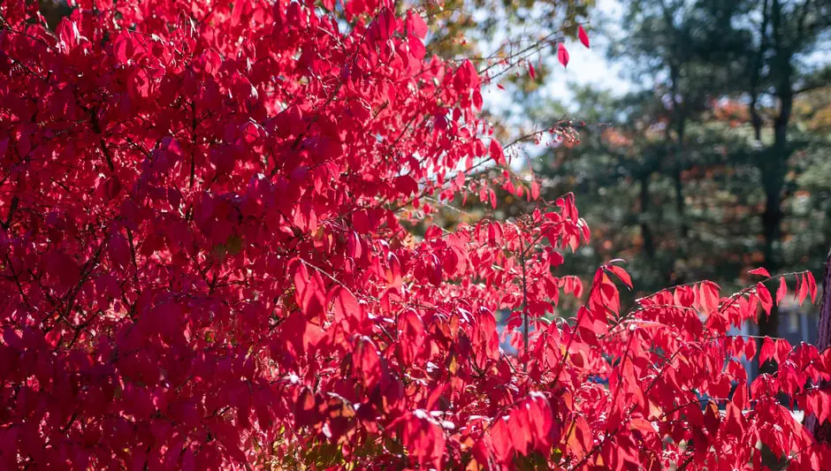 when should you prune a burning bush