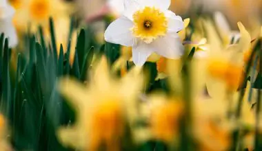 is daffodil perennial