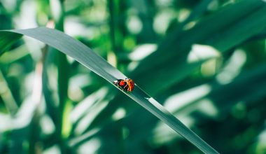 what do ladybugs eat besides aphids