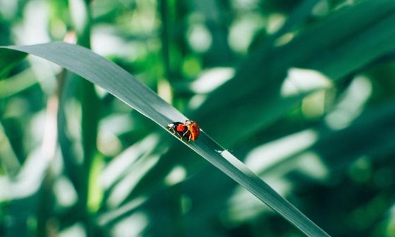 what do ladybugs eat besides aphids
