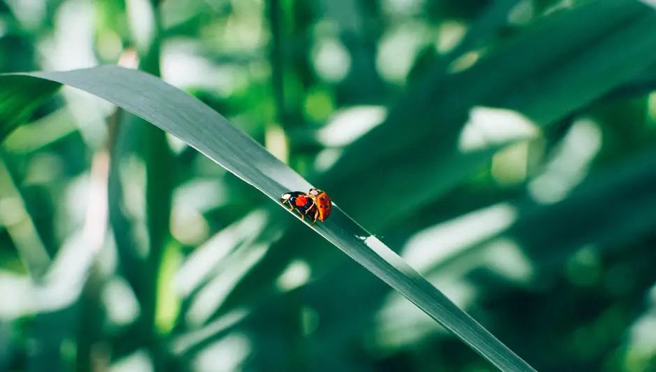 what do ladybugs eat besides aphids